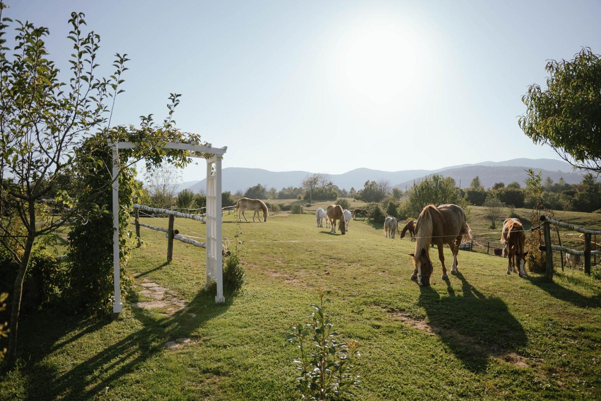 מלון אירינובץ Ranch Terra מראה חיצוני תמונה